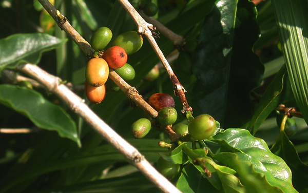Granos de Café : Parque Nacional Isla del Coco