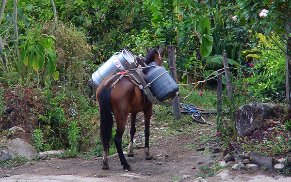 Transporte Leche a Caballo : San Gerardo Rivas